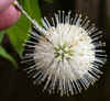 tn_tree.blossom.ball.jpg (21868 bytes)