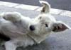 tn_white.dog.jpg (1859 bytes)
