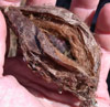 tn_insect.alien.jpg (5307 bytes)