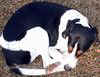 tn_leisurehound.jpg (7802 bytes)