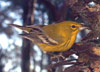 tn_pinewarbler.jpg (4331 bytes)