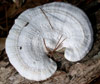 tn_white.bracket.fungus.jpg (4576 bytes)