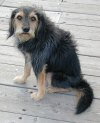 tn_boatyard.dog.jpg (4488 bytes)