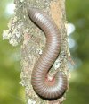 tn_centipede.curl.jpg (4808 bytes)