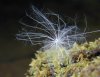 tn_fluff.moss.jpg (2906 bytes)