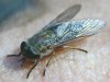 tn_horsefly.jpg (3065 bytes)