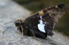 tn_skipper.jpg (2964 bytes)