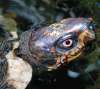 tn_turtle.head.jpg (2618 bytes)