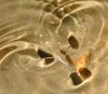 tn_waterstrider.jpg (3255 bytes)