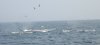 tn_whales.jpg (1487 bytes)