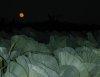 tn_cabbage.moon1.jpg (2186 bytes)