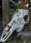 tn_deer.skull.jpg (5799 bytes)