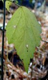 tn_frostdroop.jpg (6743 bytes)
