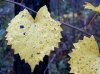 tn_grape.leaf.jpg (4037 bytes)