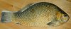 tn_kitchen.bass..jpg (2205 bytes)
