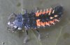 tn_ladybuglarvae.jpg (2560 bytes)