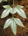 tn_nandina.jpg (5339 bytes)