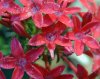 tn_redflowers.jpg (4056 bytes)