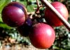 tn_scuppernongs.jpg (4055 bytes)