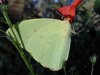 tn_sulphur.salvia.jpg (3110 bytes)