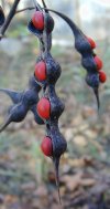 tn_wild.red.beans.jpg (6428 bytes)