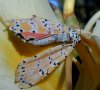 tn_ginger.moth.jpg (3926 bytes)