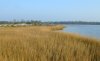 tn_horn.marsh.jpg (1990 bytes)