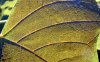 tn_kudzu.detail.jpg (3426 bytes)