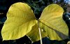 tn_kudzu.lobes.jpg (3671 bytes)