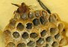 tn_lonewasp.jpg (3579 bytes)