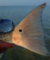 tn_redfish.jpg (3416 bytes)
