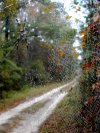 tn_road.spider.jpg (6288 bytes)