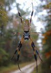 tn_spider.dew.jpg (4903 bytes)