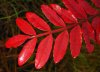tn_winged.sumac.jpg (3273 bytes)