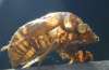 tn_cicada.back2.jpg (1868 bytes)