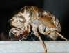 tn_cicada.jpg (2159 bytes)