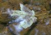 tn_creekleaf.jpg (3161 bytes)