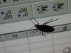 tn_excelbug.jpg (2829 bytes)