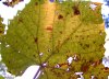 tn_grapeleaf.jpg (4161 bytes)