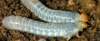 tn_grubs.jpg (1776 bytes)