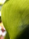 tn_hyacinth.veins.jpg (4583 bytes)