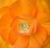 tn_pwflower.jpg (2571 bytes)