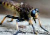 tn_robberfly.jpg (3545 bytes)