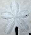 tn_sanddollar.ctr.jpg (1988 bytes)