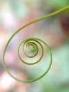 tn_tendril.spiral.jpg (3858 bytes)