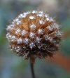 tn_ball.flower.jpg (3960 bytes)