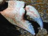 tn_crab.claw.jpg (3843 bytes)