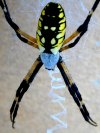 tn_garden.spider.jpg (5618 bytes)