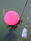 tn_mooring.float.jpg (3250 bytes)