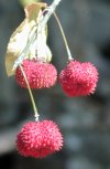 tn_redberries.jpg (5087 bytes)
